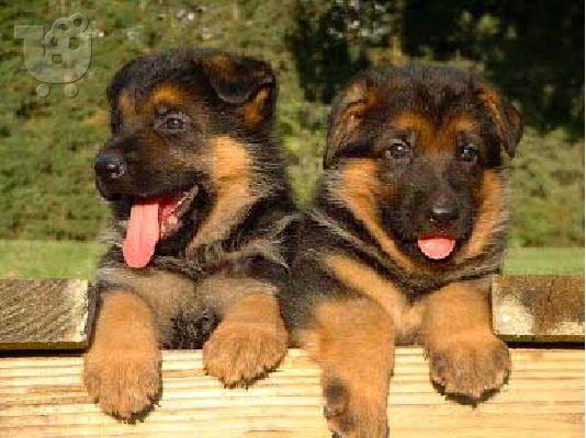 PoulaTo: Γερμανικά Ποιμενικά καθαρόαιμα